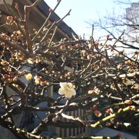 櫛田神社の、開き出した梅