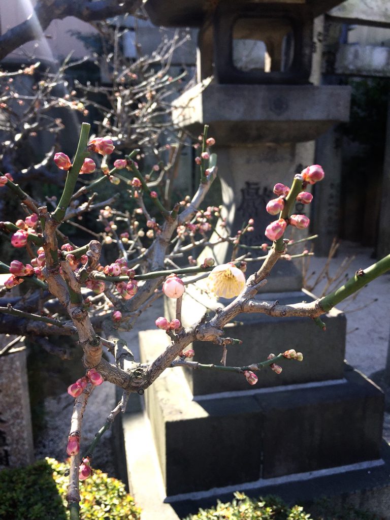 櫛田神社の、開き出した梅