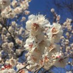 福岡城址の梅園に行ってきました。ベストなタイミングに、嬉しくなりました♪