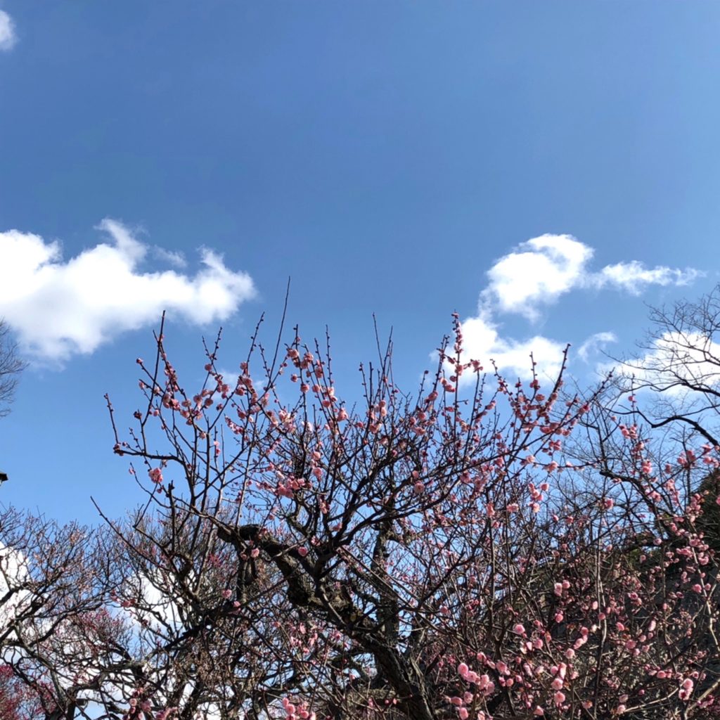 福岡城跡の梅