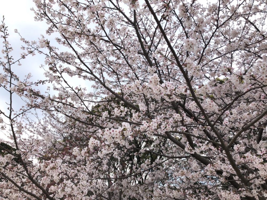 牡丹芍薬園の、見事な桜
