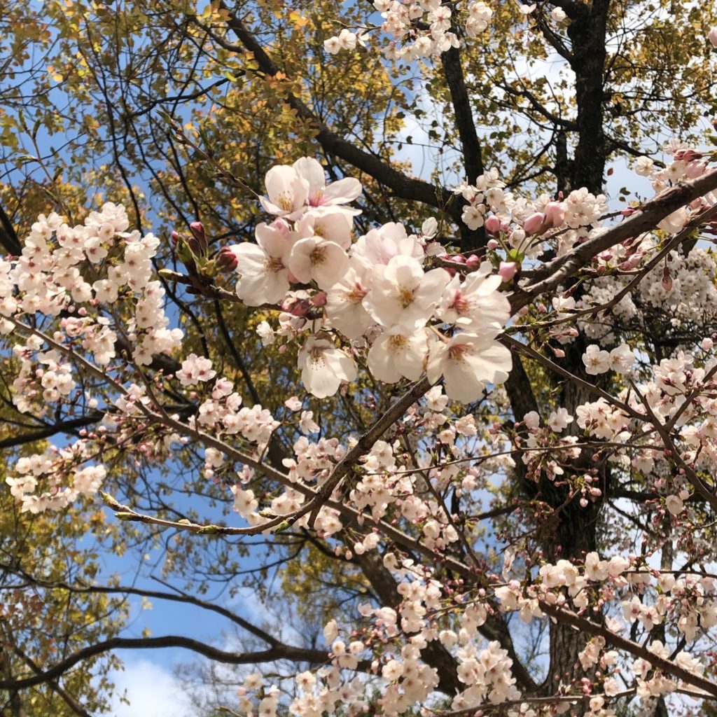 牡丹芍薬園の、見事な桜