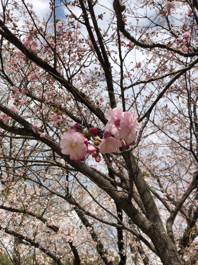 松前桜