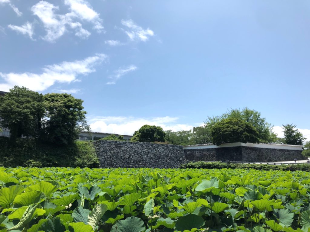 福岡城跡の石垣と、お堀の緑が美しい場所