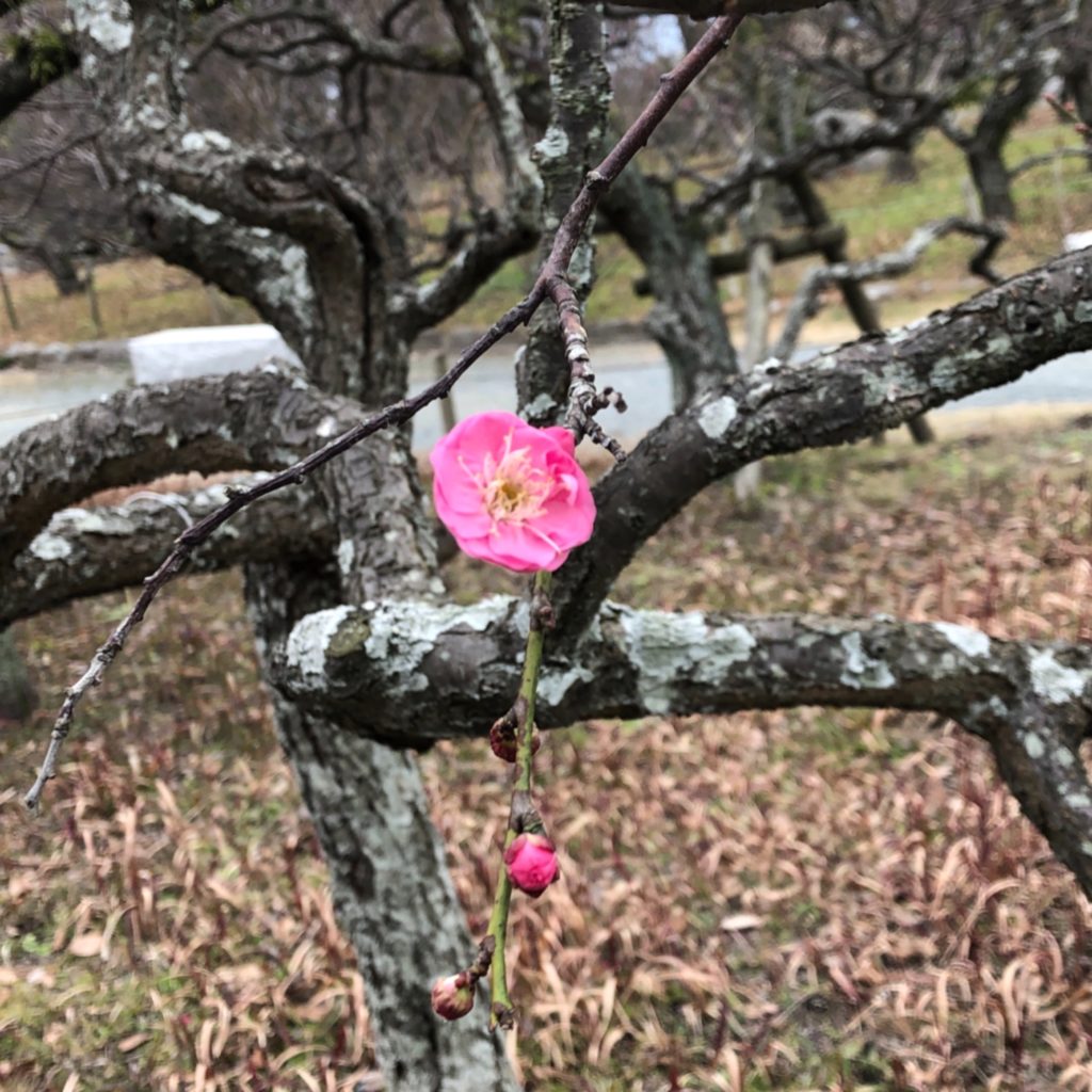 福岡の梅