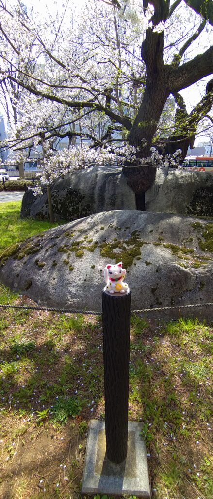 石割桜と招き猫