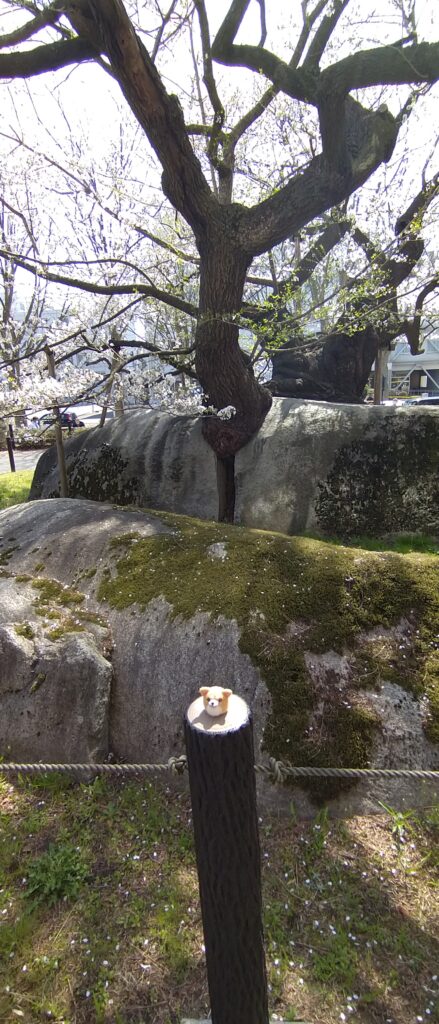石割桜と柴犬わんちゃん
