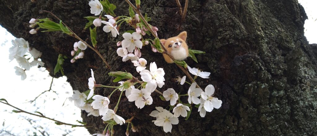 胴吹きの桜と、柴犬わんちゃん