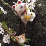 招き猫と、柴犬わんちゃん。龍谷寺・石割桜・岩手公園～故郷盛岡からの便り。