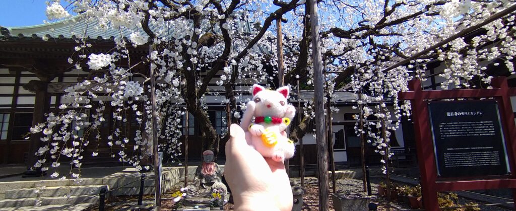 龍谷寺の桜と招き猫