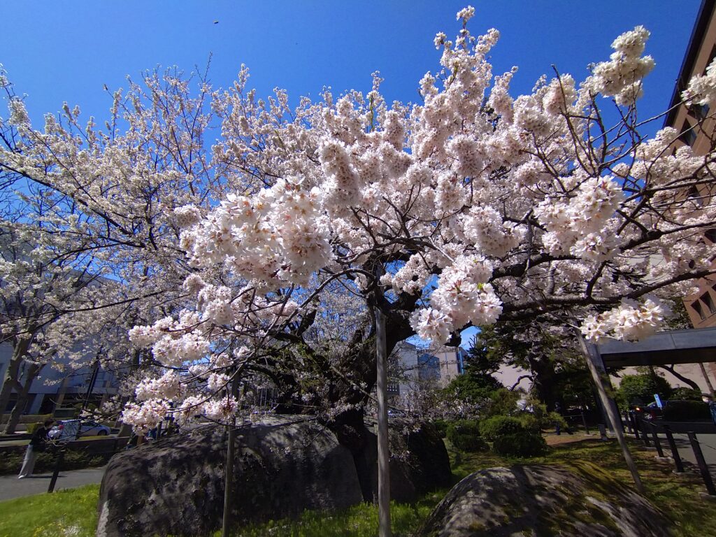 石割桜