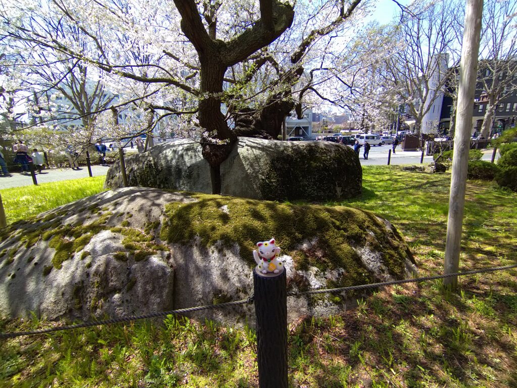 石割桜と招き猫