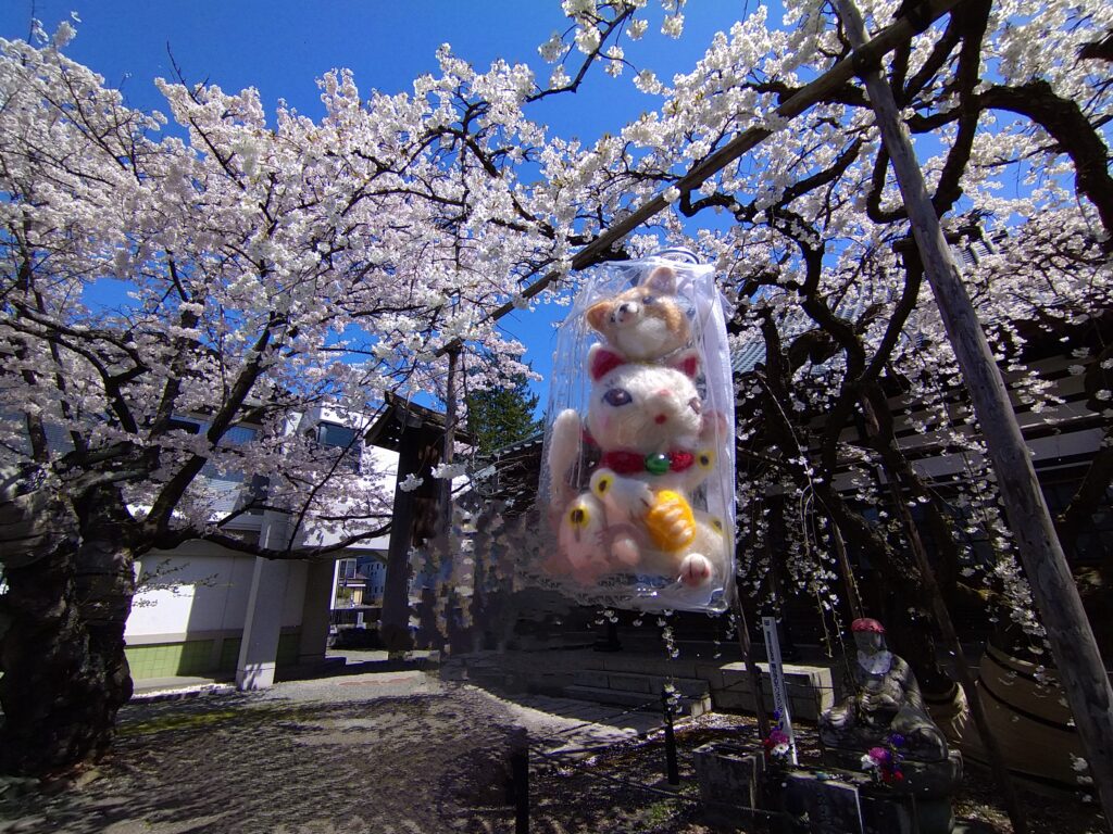 龍谷寺の桜と招き猫＆柴犬わんちゃん