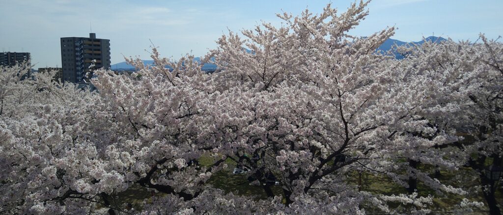 岩手公園の桜