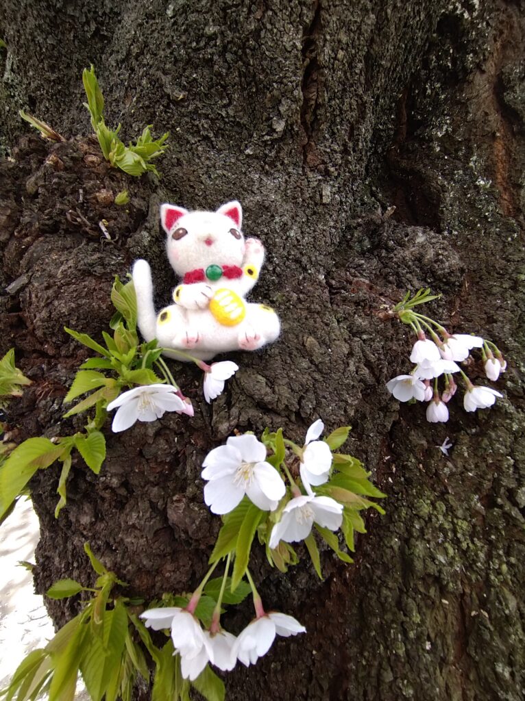 胴吹きの桜と招き猫