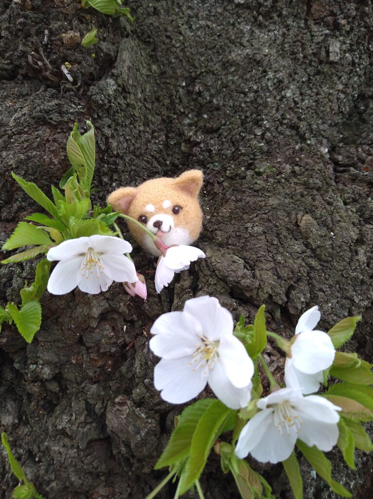 胴吹きの桜と柴犬わんちゃん