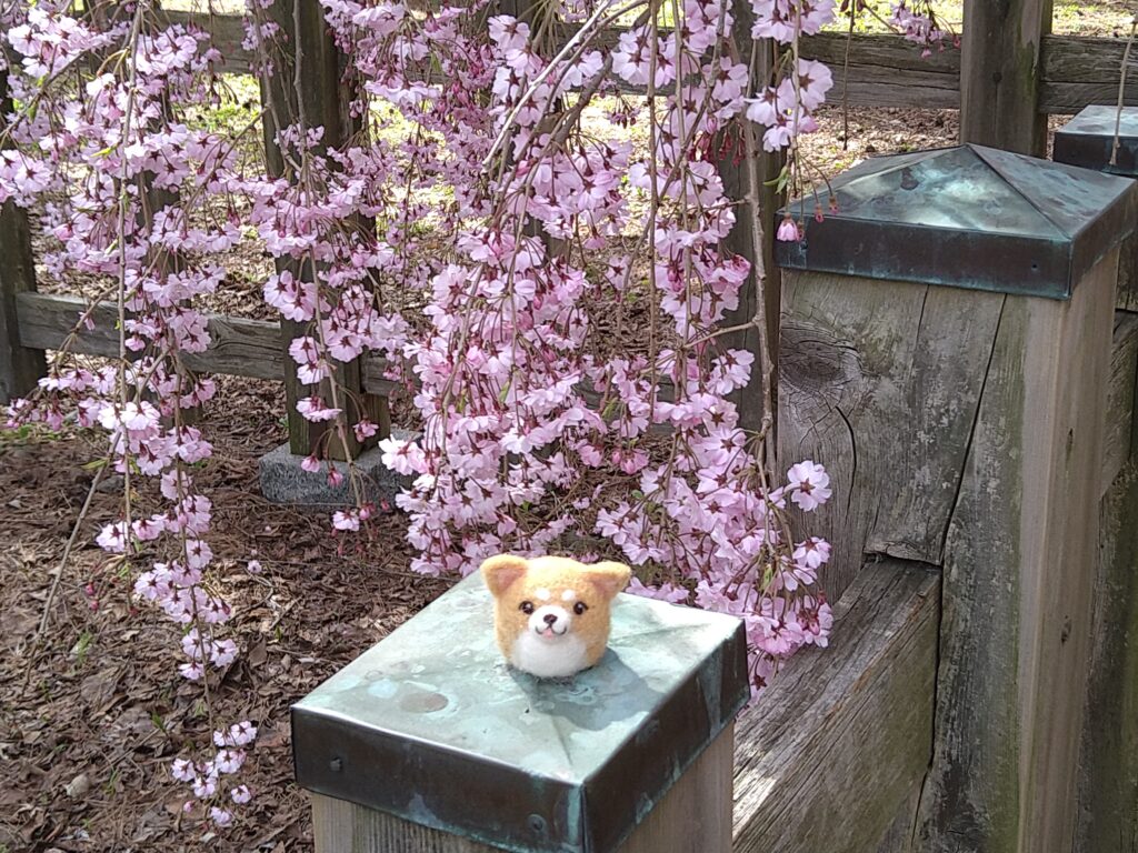 枝垂れ桜と柴犬わんちゃん
