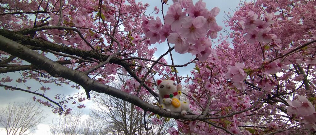 高松公園の桜と招き猫