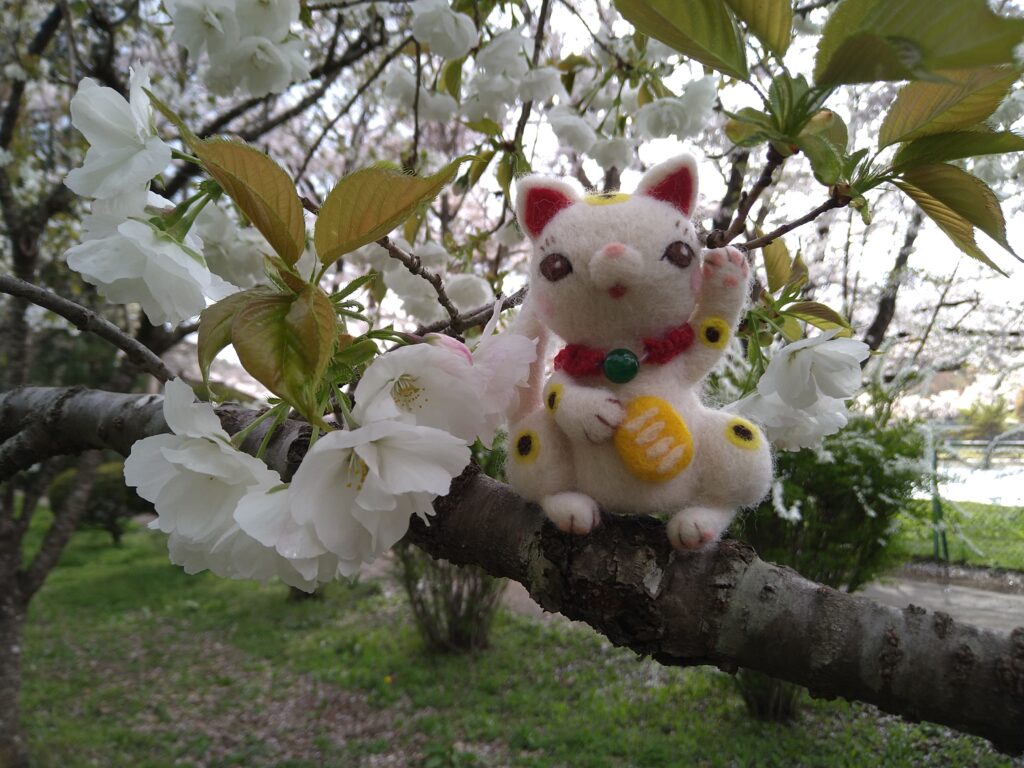 白い桜と招き猫