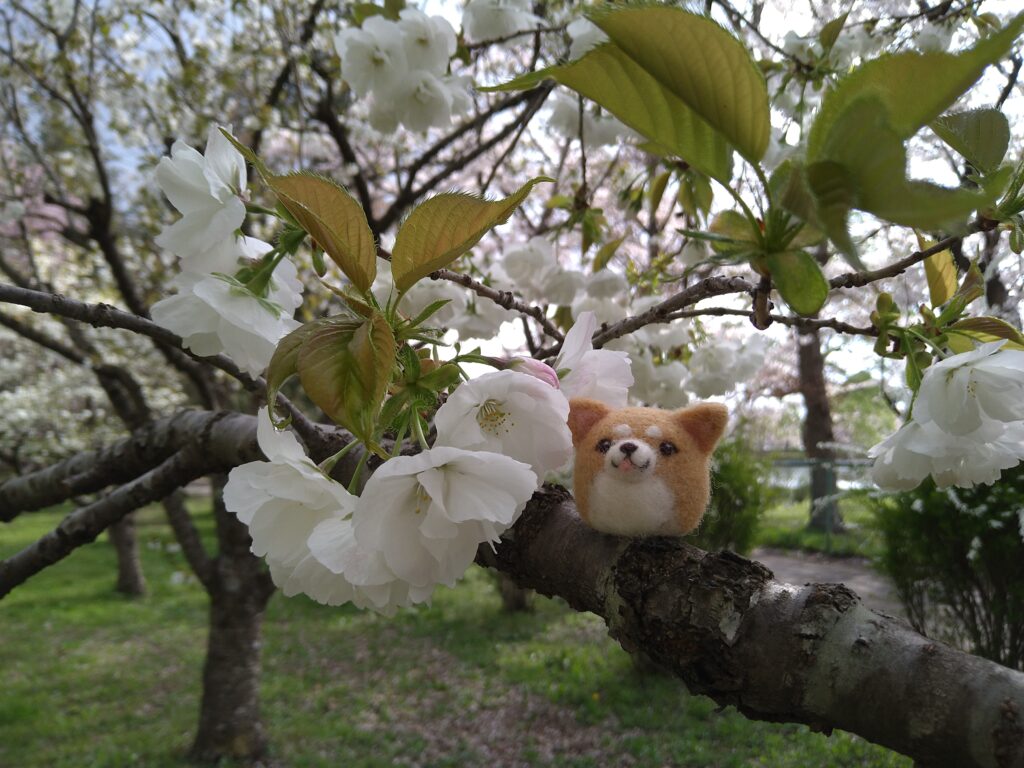 白い桜と柴犬わんちゃん