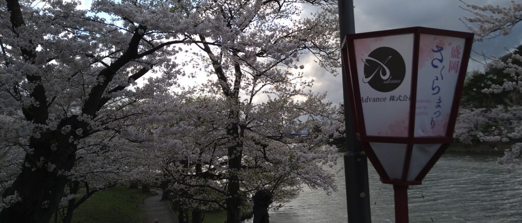 新しいぼんぼりと桜