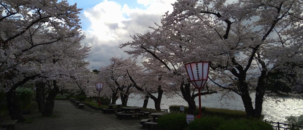 新しいぼんぼりと桜2