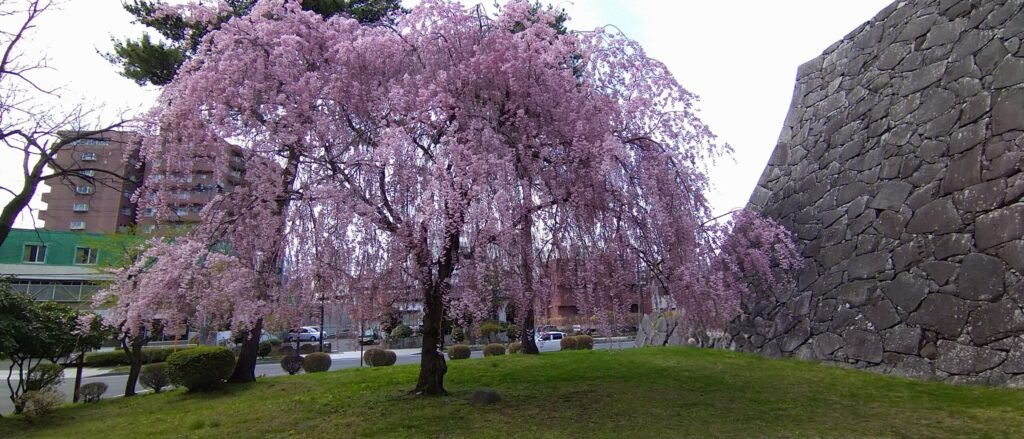 岩手公園　枝垂れ桜