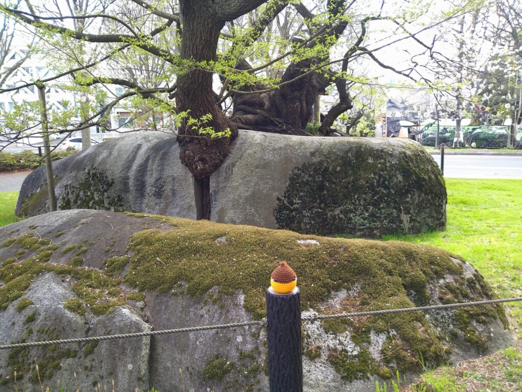 石割桜とくりン